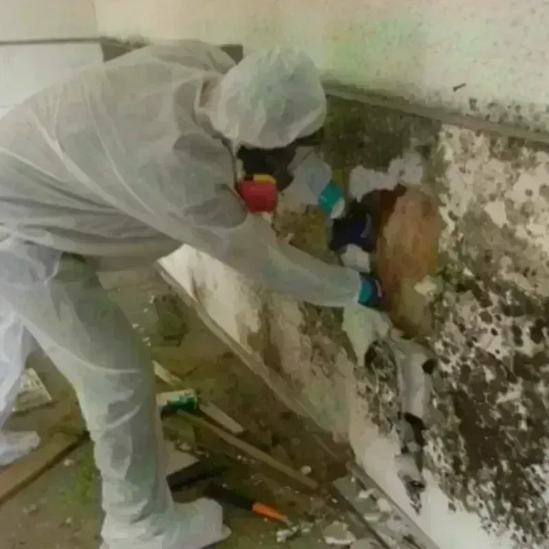 Mold Remediation and Removal in Riley County, KS